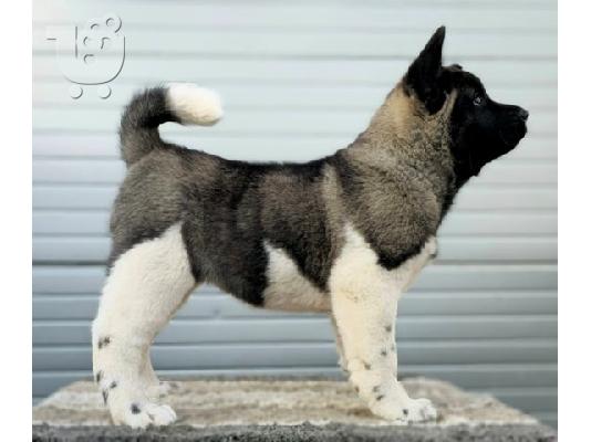 American Akita, νέα γέννα